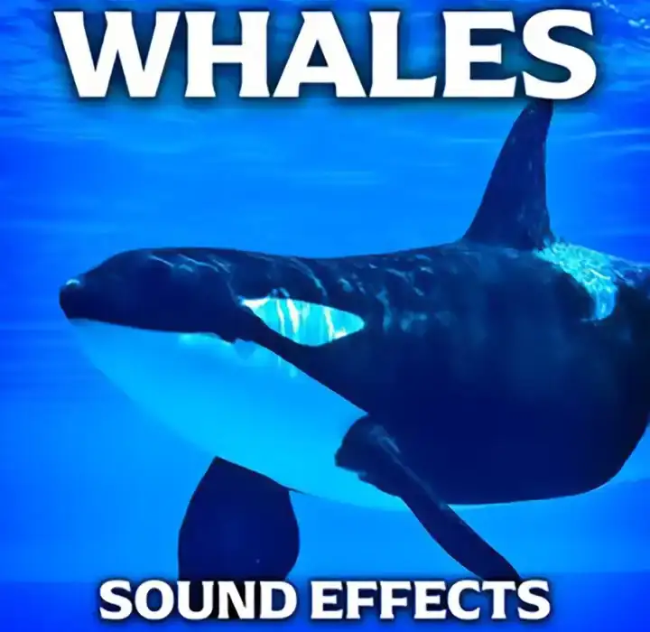 Sound Ideas Whales Sound Effects [FLAC] preview