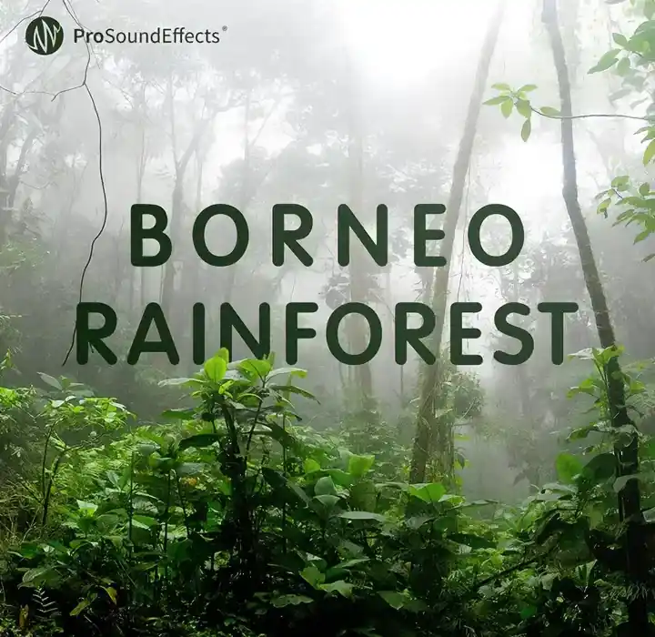 Pro Sound Effects Borneo Rainforest [WAV] preview